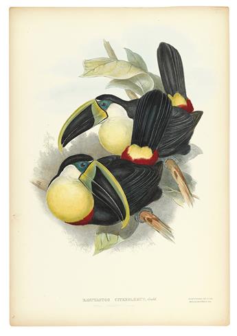 GOULD, JOHN; and LEAR, EDWARD. Pteroglossus Regalis. * Ramphastos Citreolaemus.